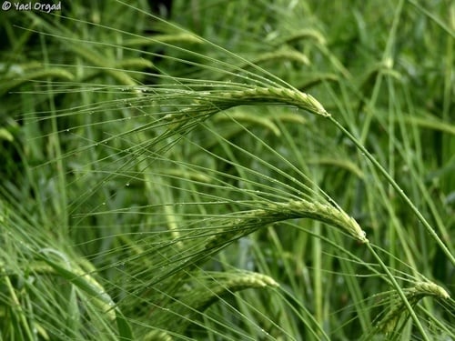 Hordeum spontaneum