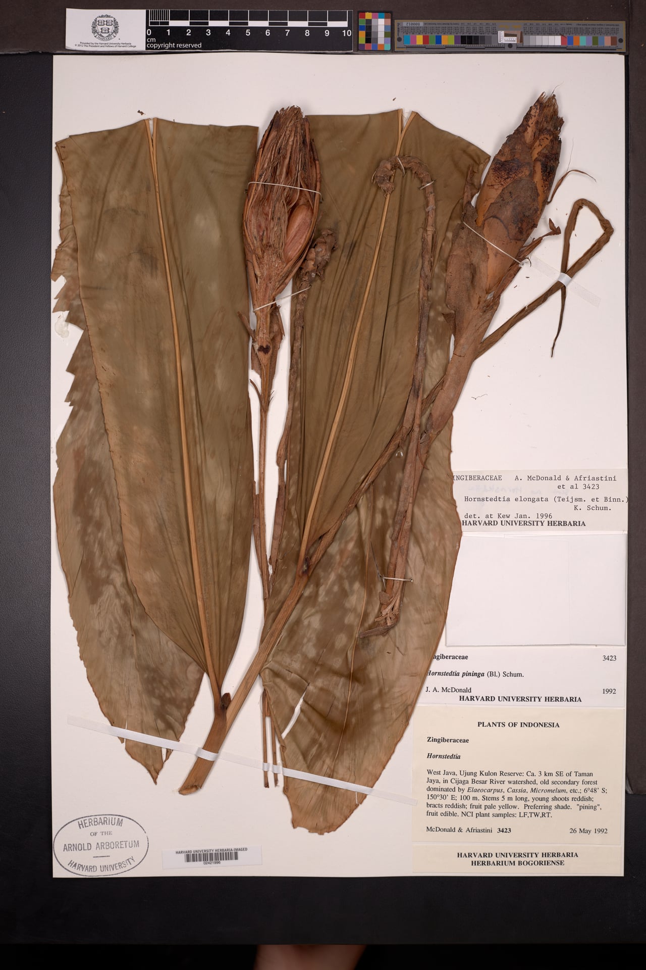 Hornstedtia elongata