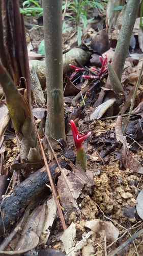 Hornstedtia leonurus (Lesser spindle ginger) — photo