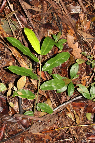 Hornstedtia leonurus (Lesser spindle ginger) — photo