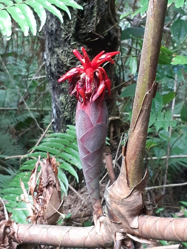 Hornstedtia scyphifera — photo
