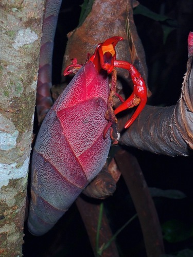 Hornstedtia scyphifera — photo
