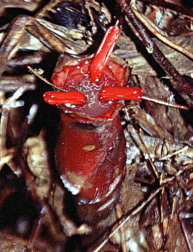 Hornstedtia scyphifera