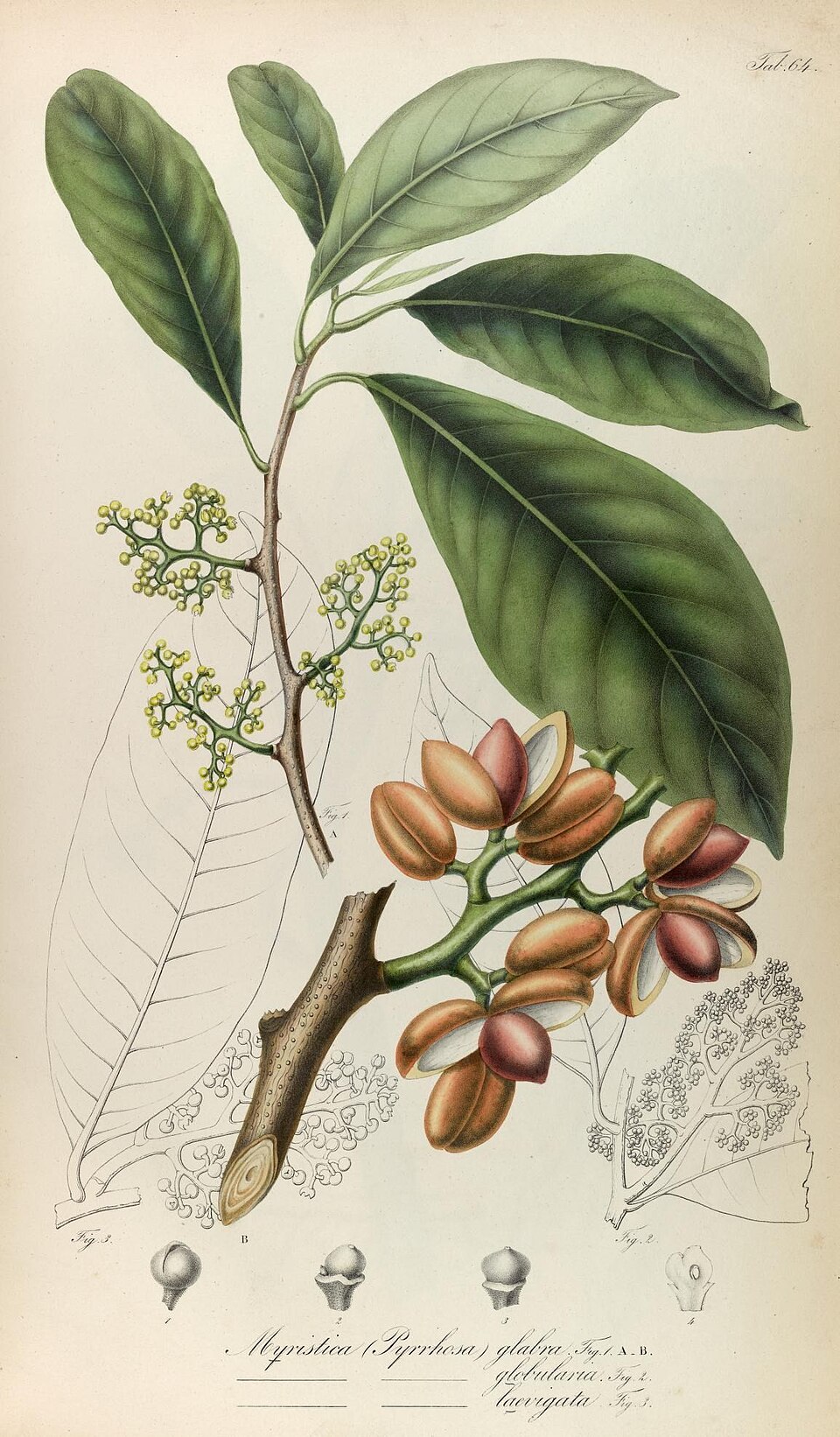 Horsfieldia glabra — photo