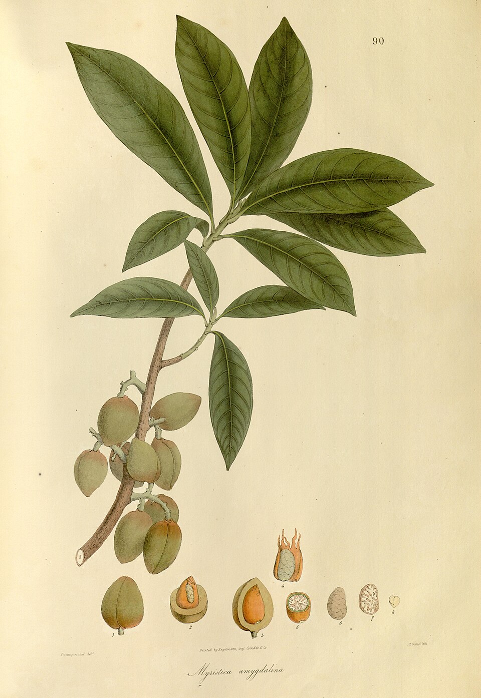 Horsfieldia glabra
