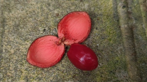 Horsfieldia kingii