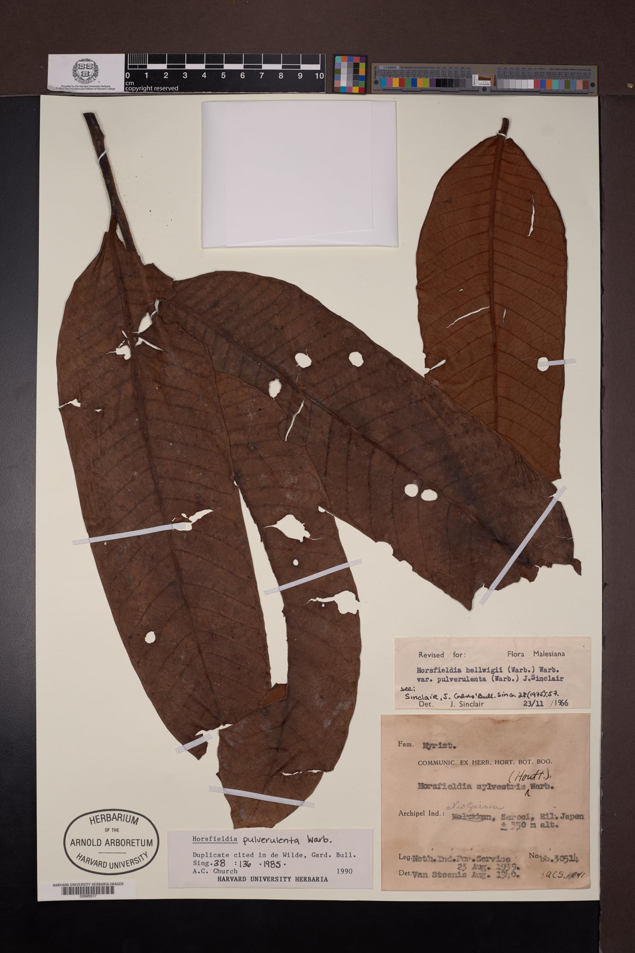 Horsfieldia pulverulenta