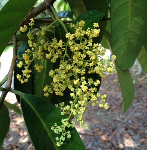 Horsfieldia sucosa