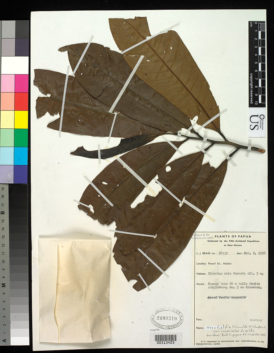 Horsfieldia tuberculata
