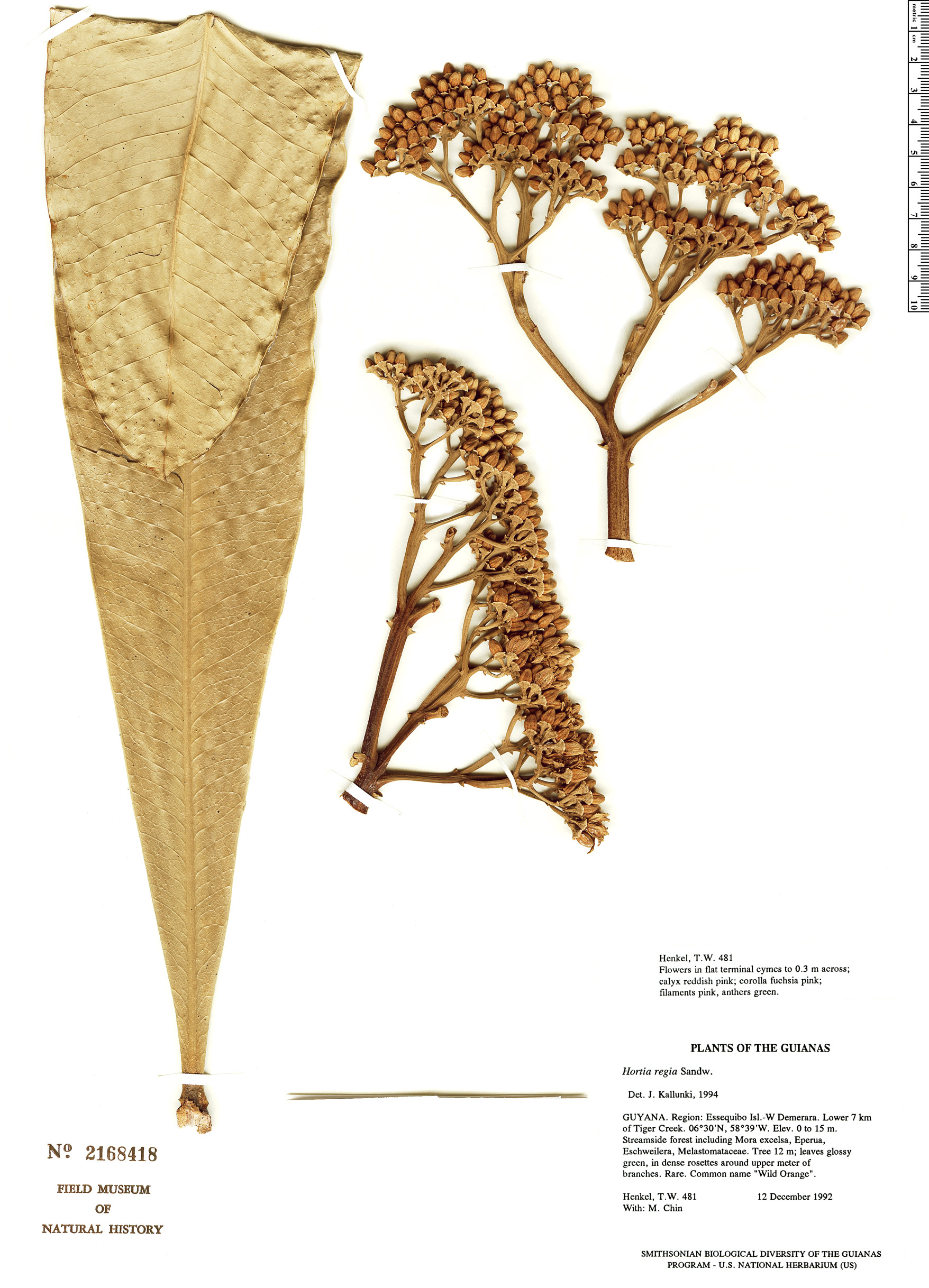 Hortia regia — photo