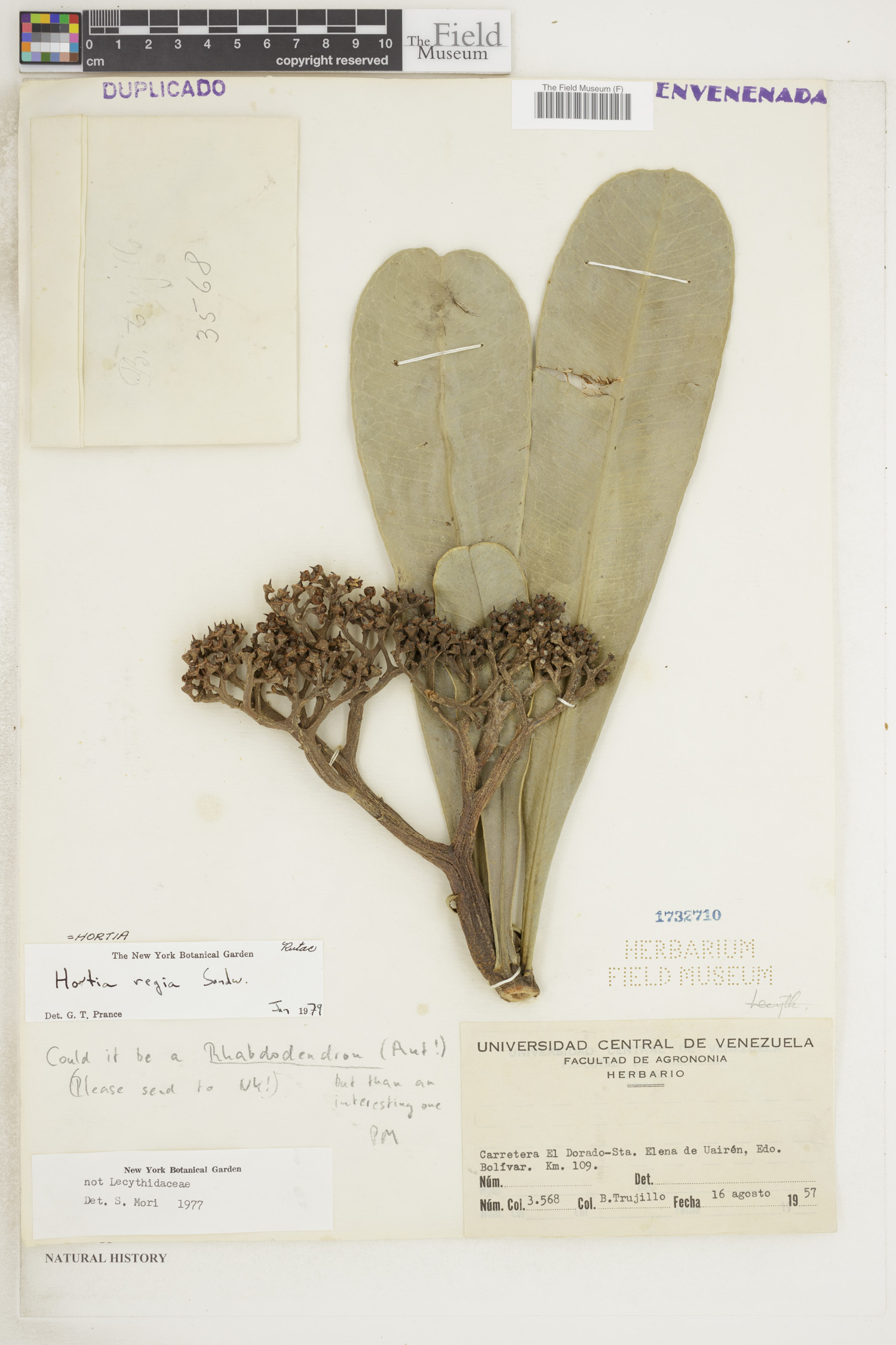 Hortia regia — photo