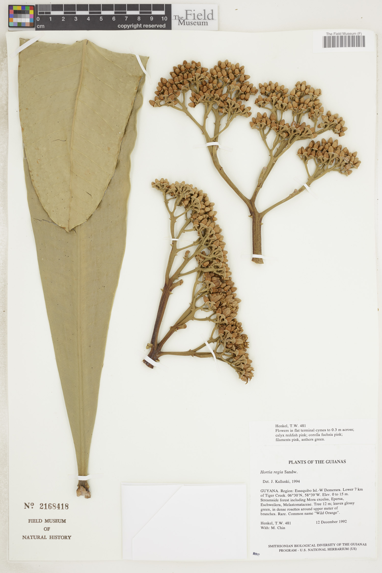 Hortia regia