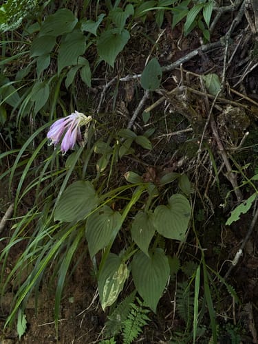 Hosta capitata — photo