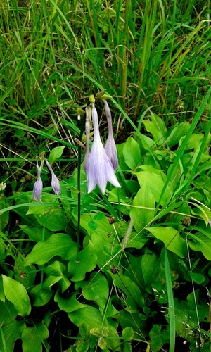 Hosta lancifolia
