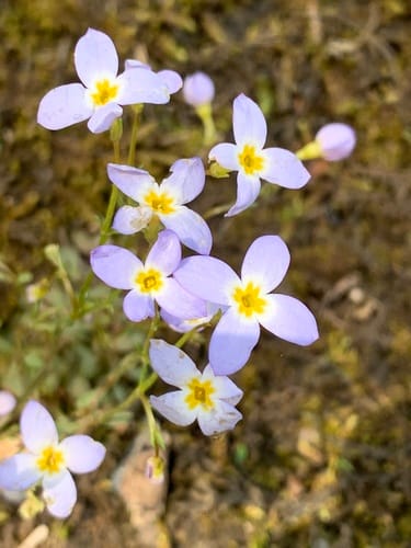 Houstonia caerulea (Bluet) — photo