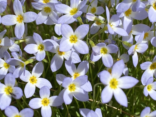 Houstonia caerulea
