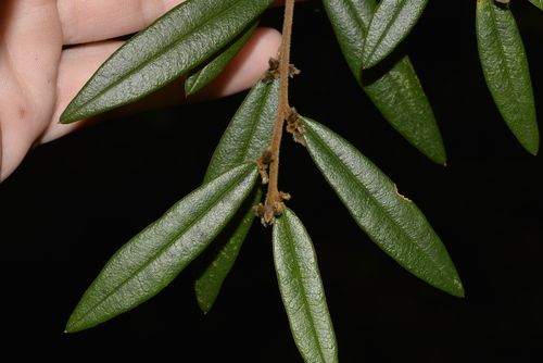 Hovea acutifolia — photo