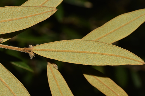 Hovea acutifolia — photo