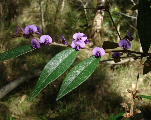 Hovea acutifolia