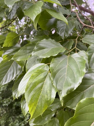 Hovenia acerba (Japanese raisin tree) — photo