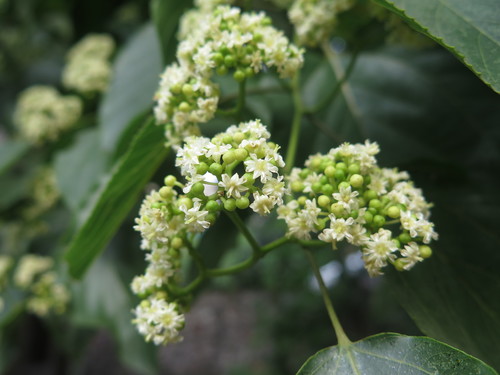 Hovenia acerba