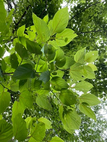 Hovenia acerba (Japanese raisin tree) — photo