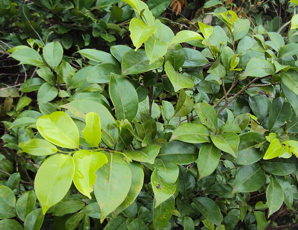 Huberantha korinti — photo