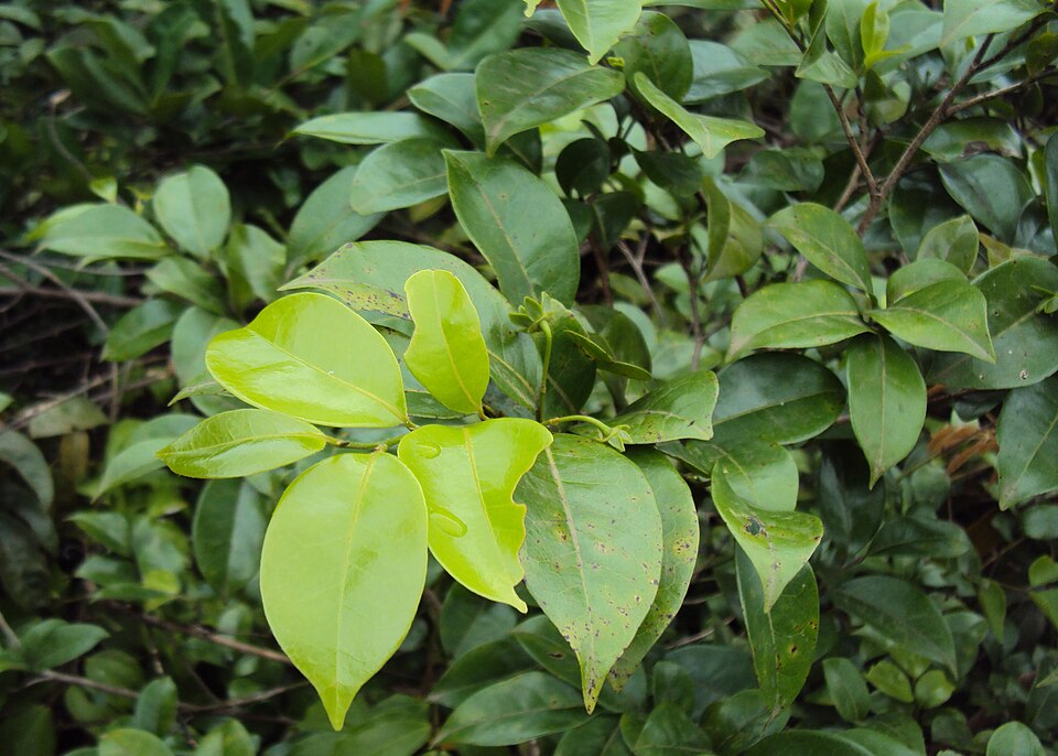 Huberantha korinti