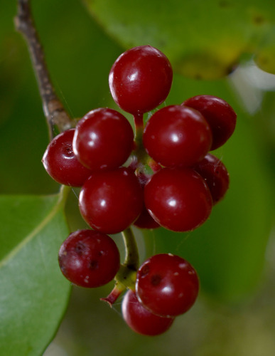 Huberantha nitidissima (Canary beech) — photo