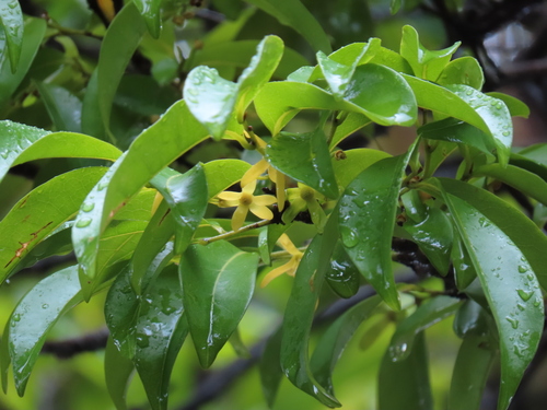 Huberantha nitidissima (Canary beech) — photo