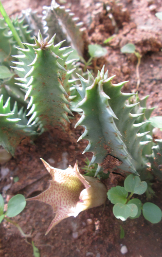 Huernia longituba — photo