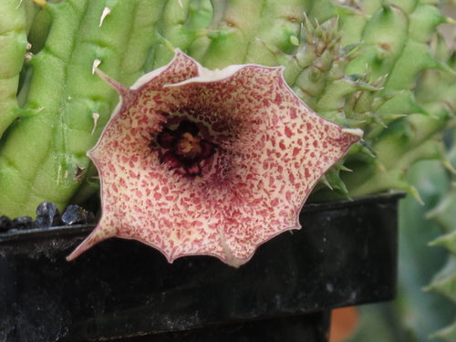 Huernia longituba