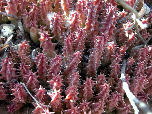 Huernia namaquensis — photo