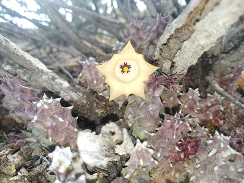 Huernia namaquensis — photo