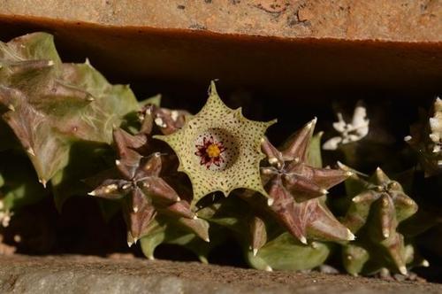 Huernia namaquensis