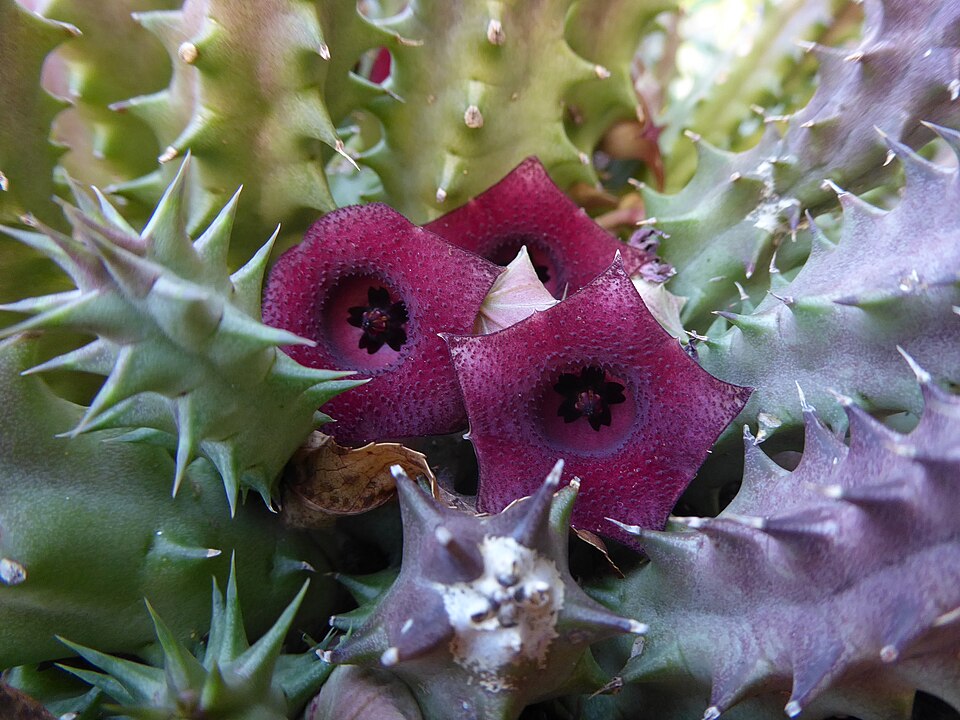 Huernia sp. — photo