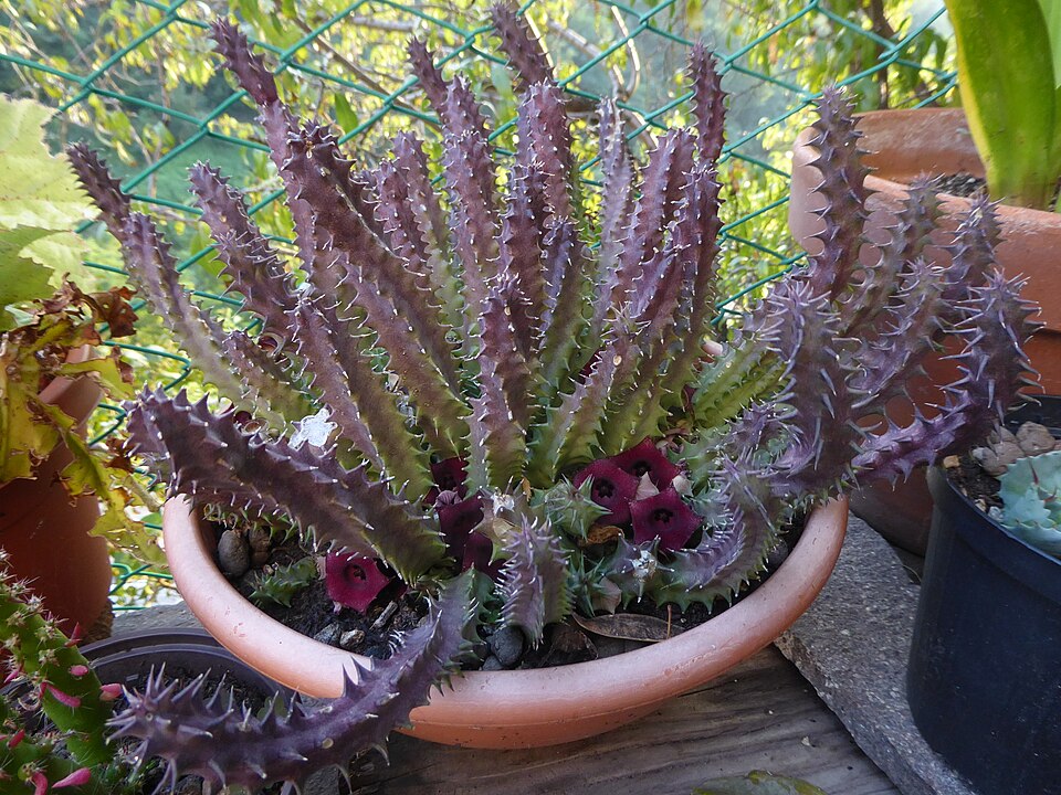 Huernia sp.