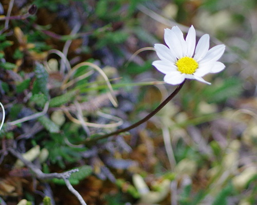 Hulteniella integrifolia (Entireleaf daisy) — photo