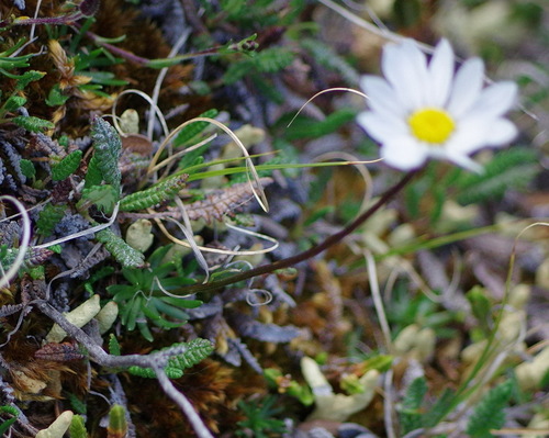 Hulteniella integrifolia (Entireleaf daisy) — photo