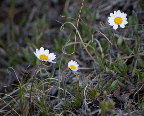 Hulteniella integrifolia
