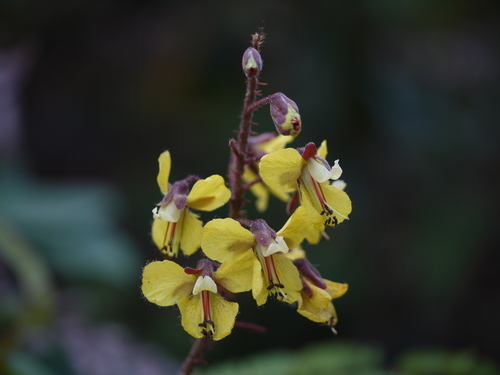 Hultholia mimosoides — photo