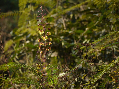 Hultholia mimosoides — photo