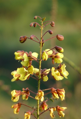 Hultholia mimosoides
