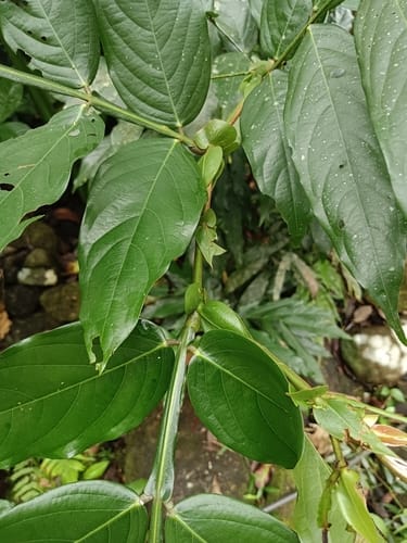 Humboldtia bourdillonii (Adimundan) — photo
