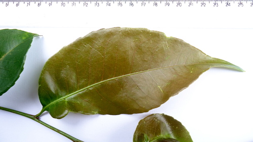 Humiria balsamifera