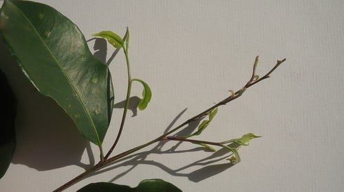 Humiria balsamifera (Tauroniro) — photo