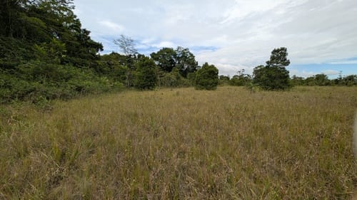 Humiria balsamifera var. floribunda