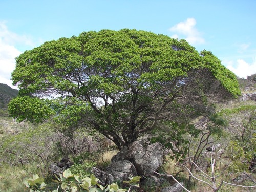 Humiria balsamifera (Tauroniro) — photo