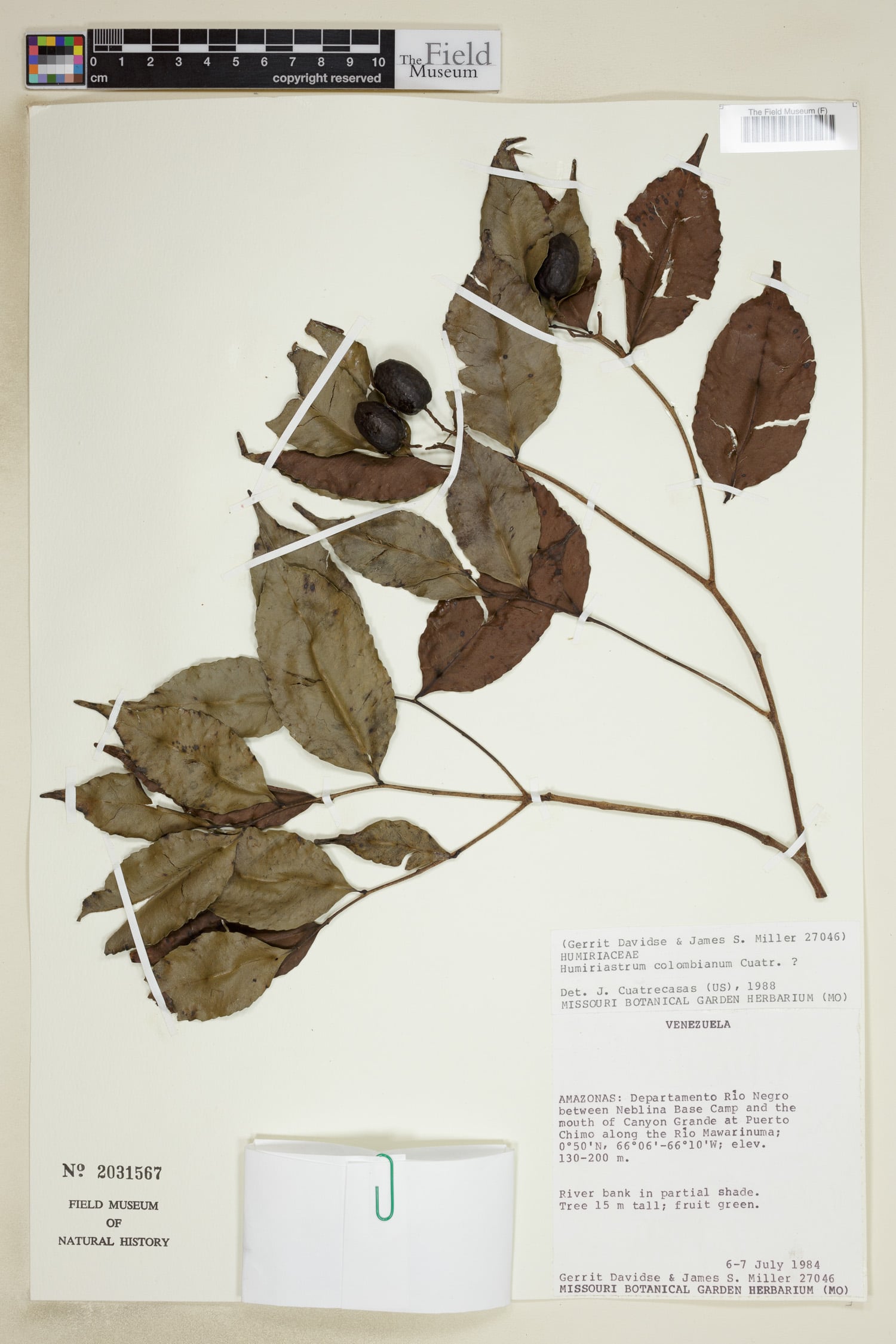 Humiriastrum colombianum