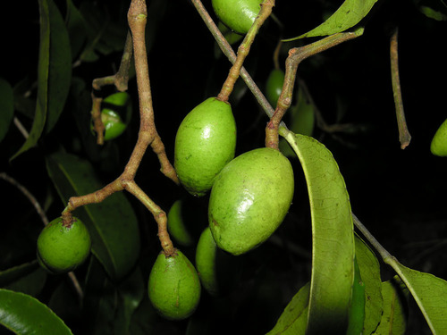 Humiriastrum diguense var. anchicayanum — photo